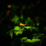 iPhonella ottamia kuviani